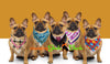 Five Pugs wearing Josh Bark Bandanas in vibrant and fashionable colors and patterns. 