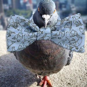 Pigeon wears a pigeon on a bow tie