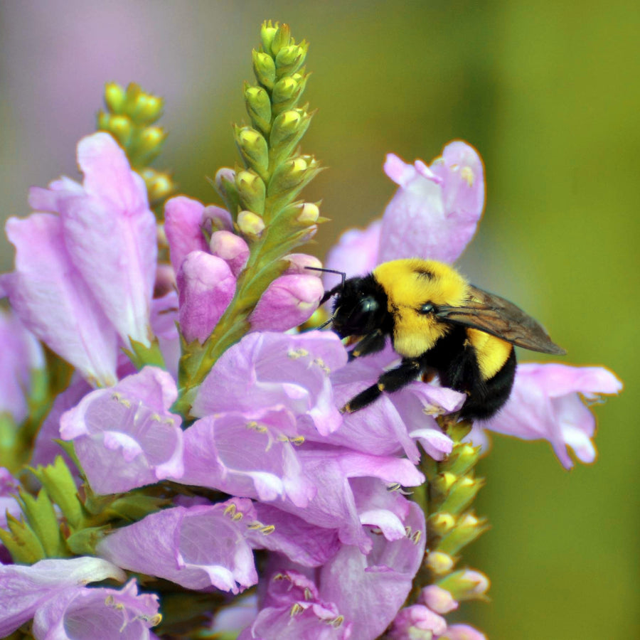 Bees Bow Tie